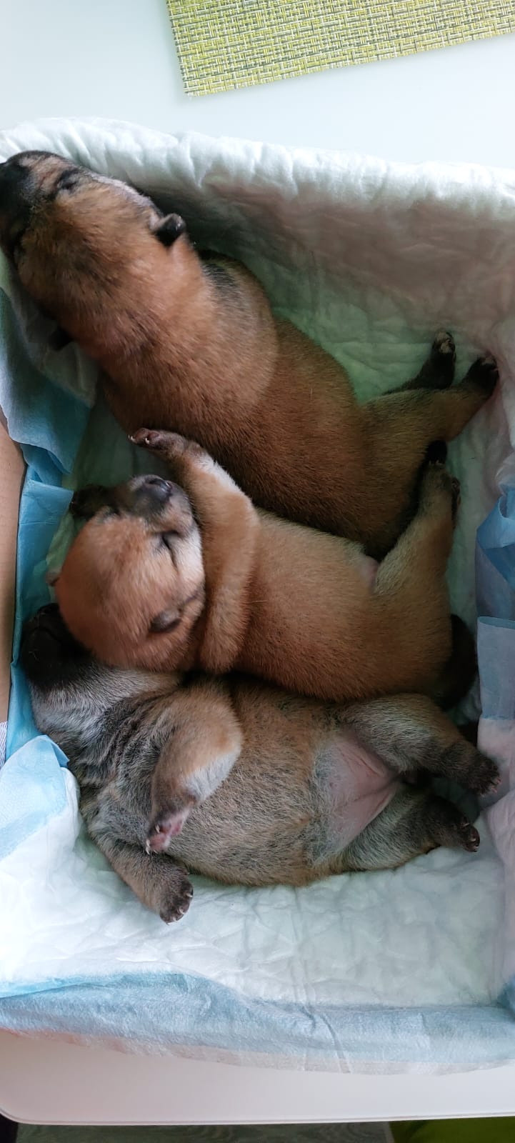 сиба питомник Рубилайт щенки на продажу rubylight  сиба щенки купить