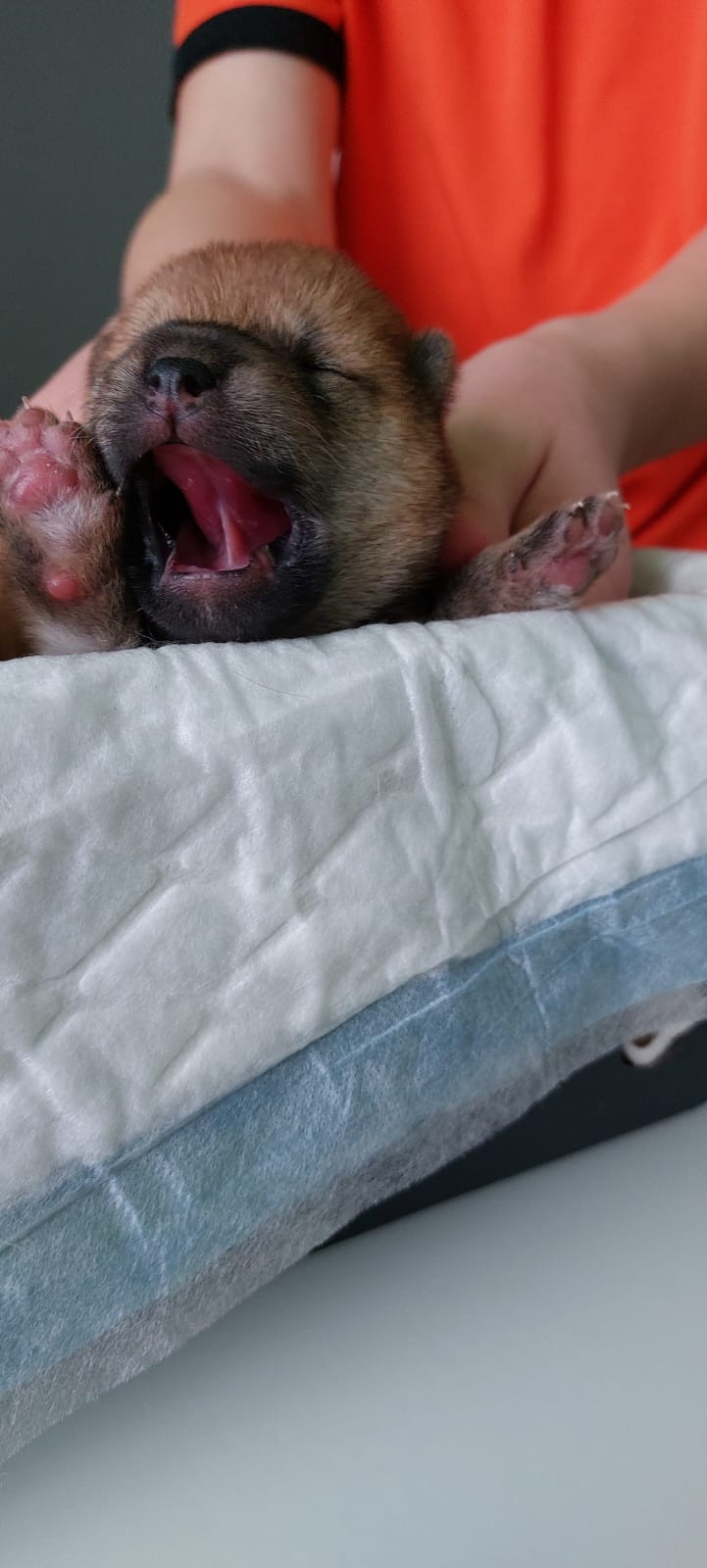 сиба питомник Рубилайт щенки на продажу rubylight  сиба щенки купить