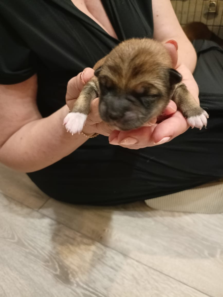 сиба питомник Рубилайт щенки на продажу rubylight  сиба щенки купить