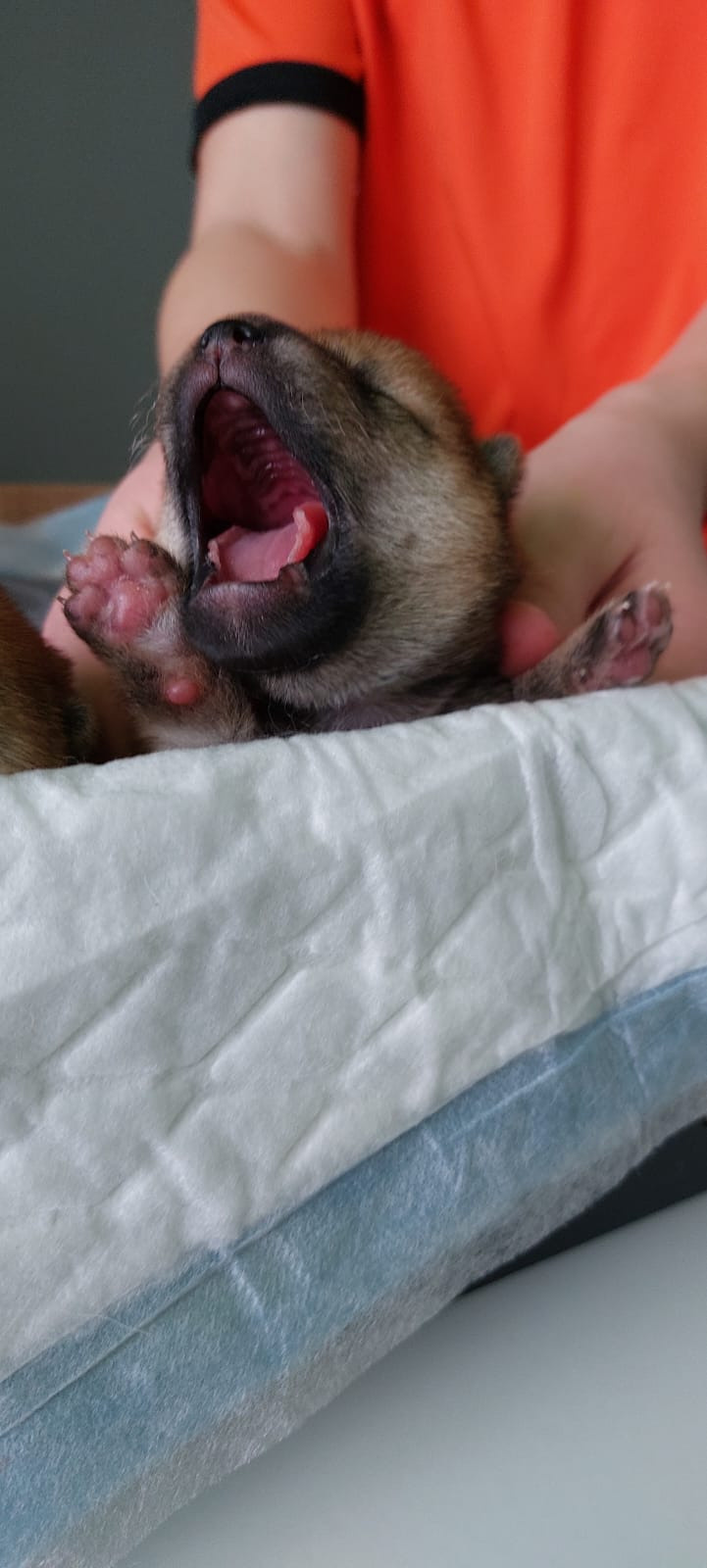 сиба питомник Рубилайт щенки на продажу rubylight  сиба щенки купить