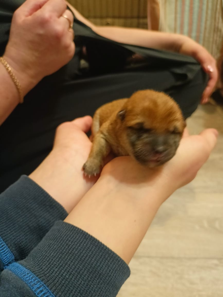 сиба питомник Рубилайт щенки на продажу rubylight  сиба щенки купить