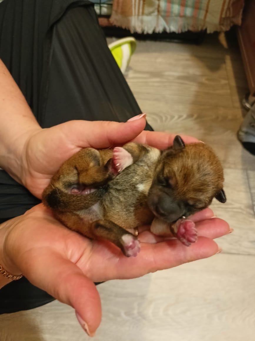 сиба питомник Рубилайт щенки на продажу rubylight  сиба щенки купить