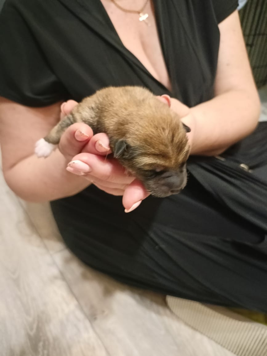 сиба питомник Рубилайт щенки на продажу rubylight  сиба щенки купить