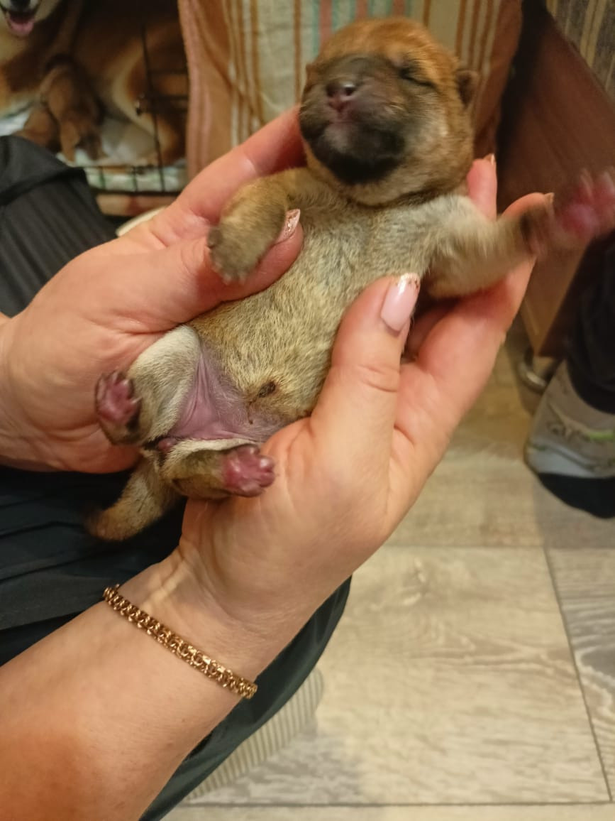 сиба питомник Рубилайт щенки на продажу rubylight  сиба щенки купить