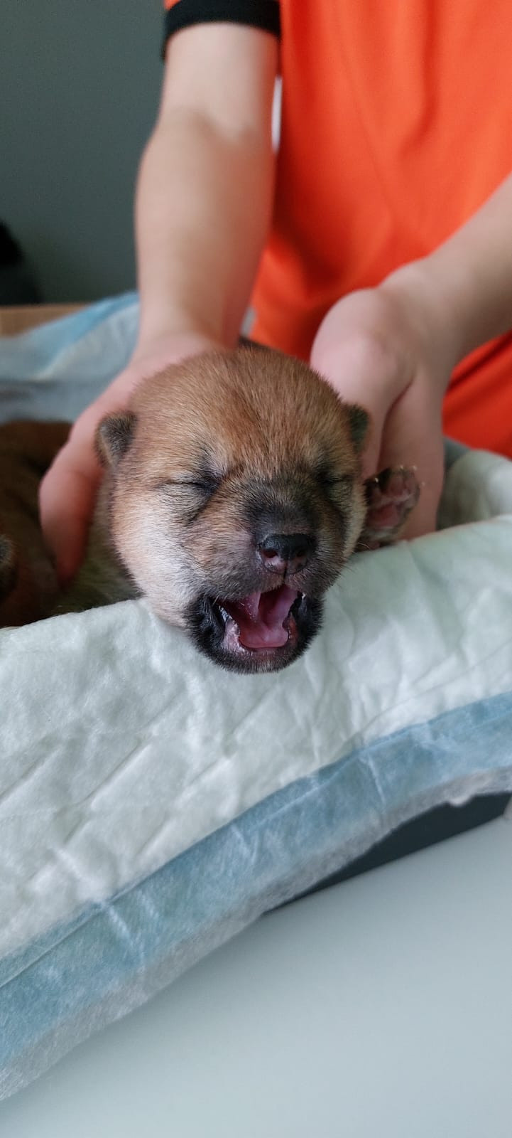 сиба питомник Рубилайт щенки на продажу rubylight  сиба щенки купить