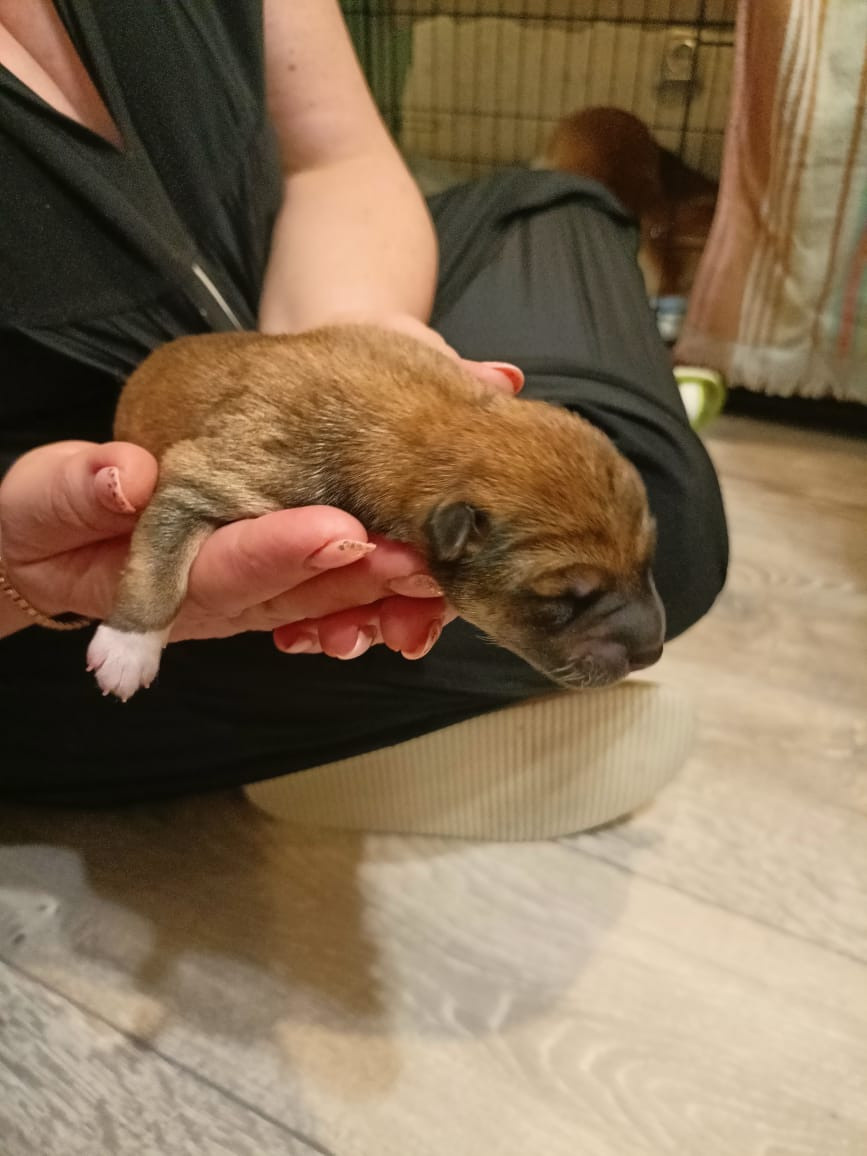 сиба питомник Рубилайт щенки на продажу rubylight  сиба щенки купить