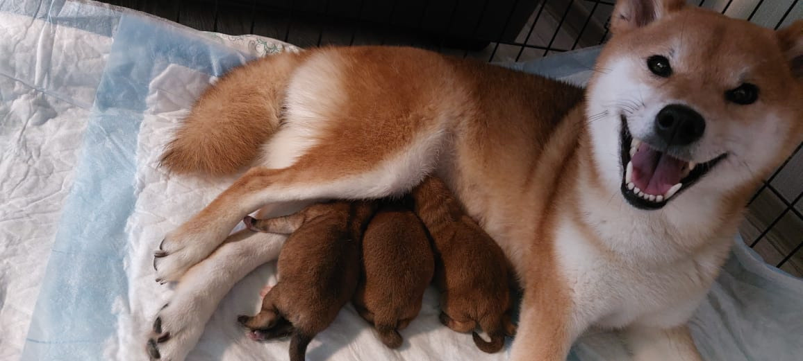 сиба питомник Рубилайт щенки на продажу rubylight  сиба щенки купить