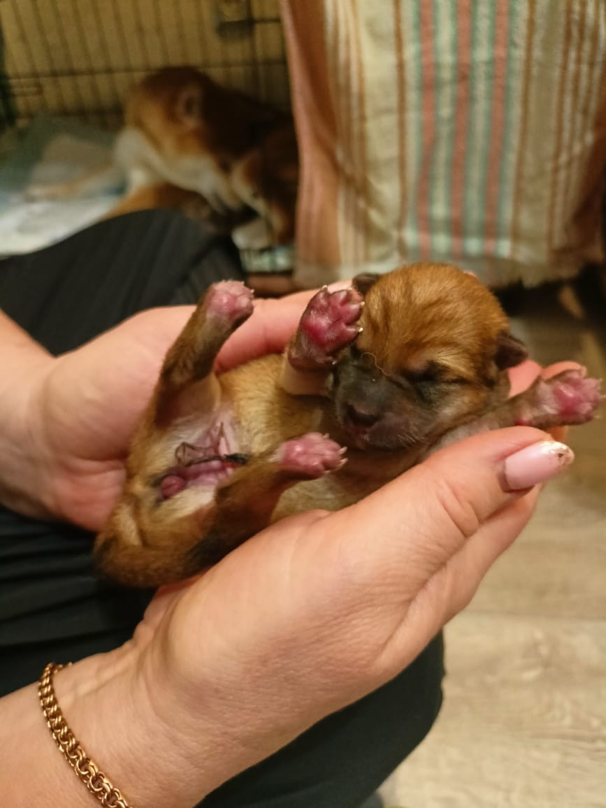 сиба питомник Рубилайт щенки на продажу rubylight  сиба щенки купить