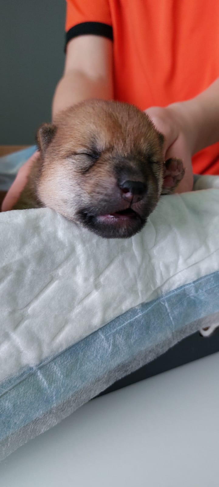 сиба питомник Рубилайт щенки на продажу rubylight  сиба щенки купить