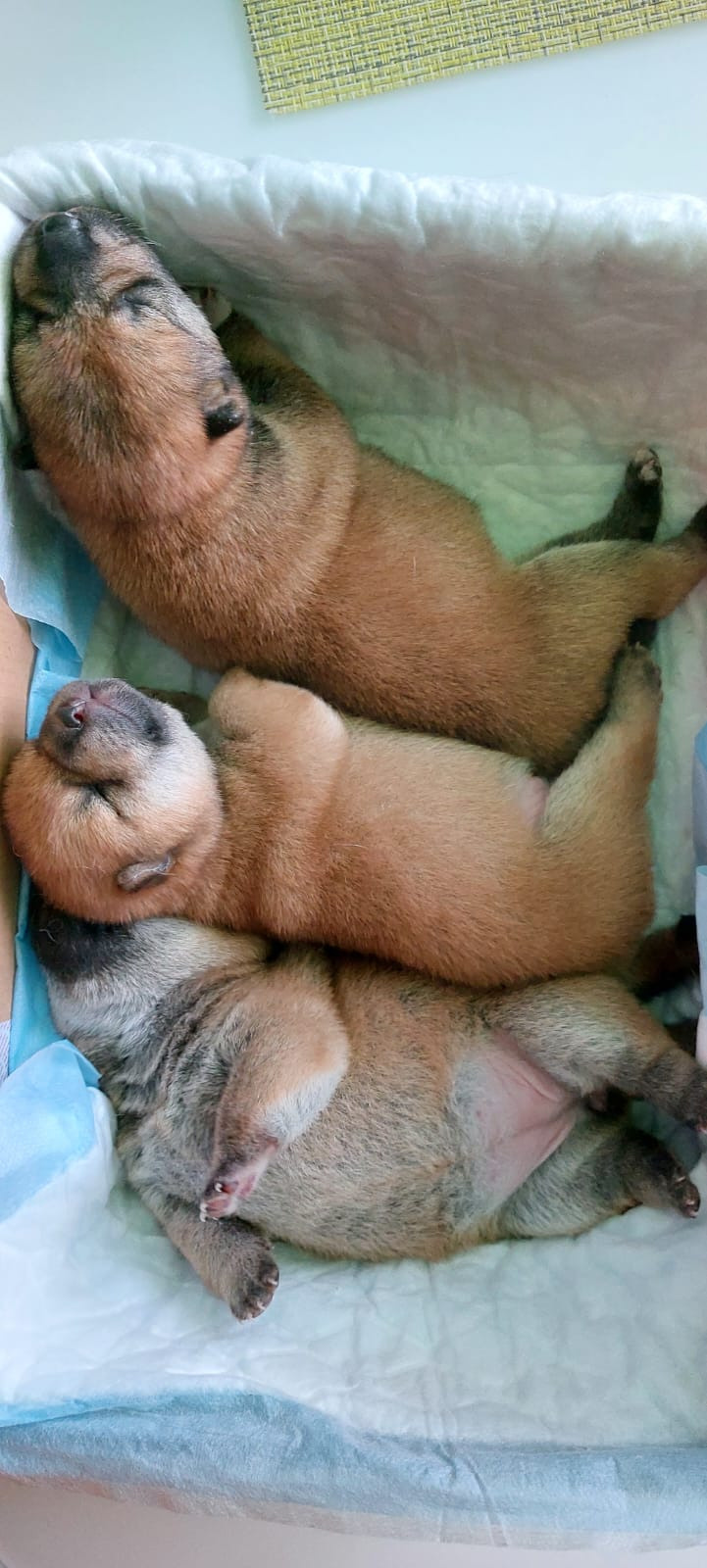 сиба питомник Рубилайт щенки на продажу rubylight  сиба щенки купить