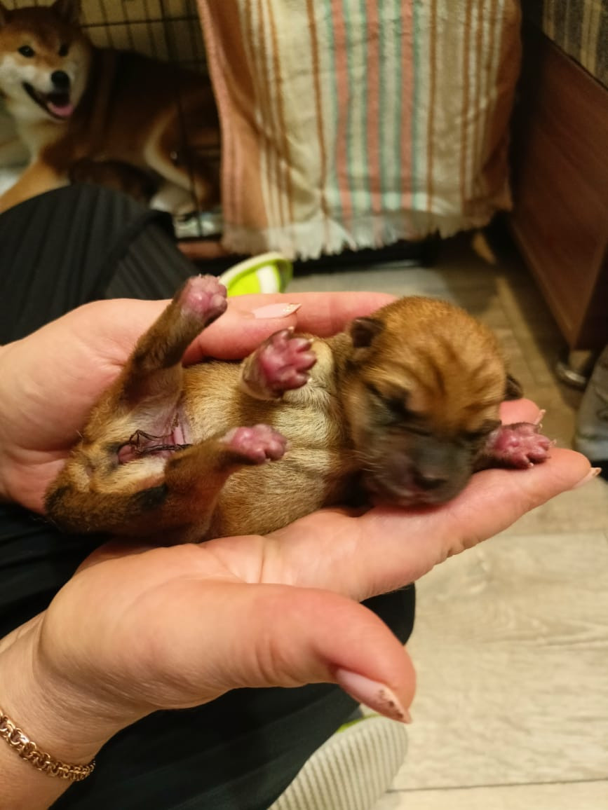 сиба питомник Рубилайт щенки на продажу rubylight  сиба щенки купить