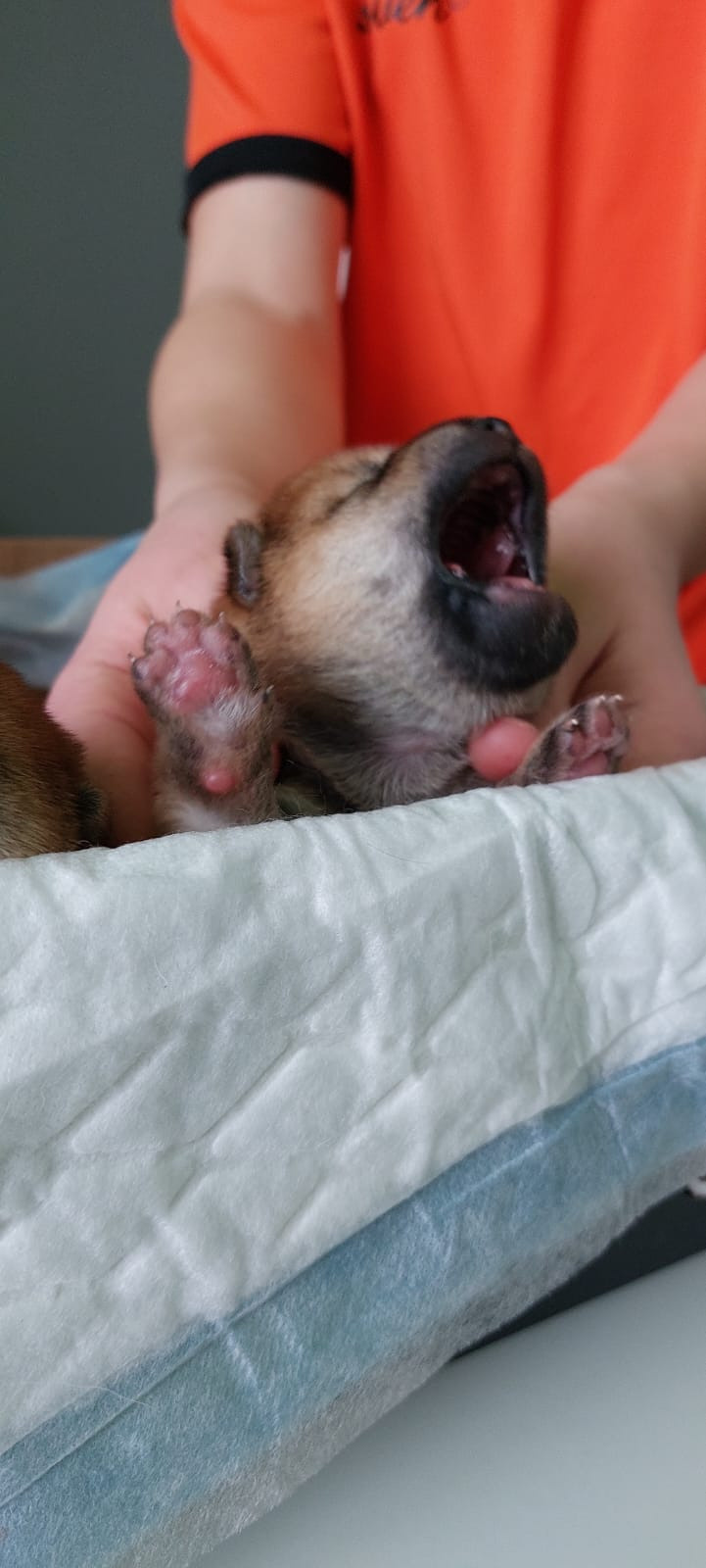 сиба питомник Рубилайт щенки на продажу rubylight  сиба щенки купить