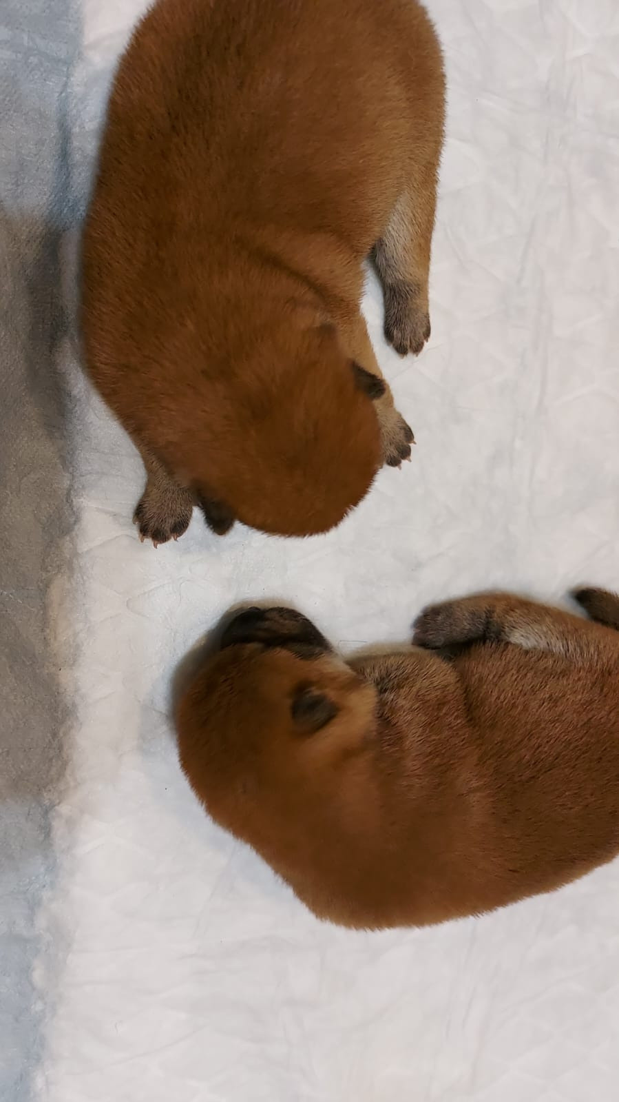 сиба питомник Рубилайт щенки на продажу rubylight  сиба щенки купить