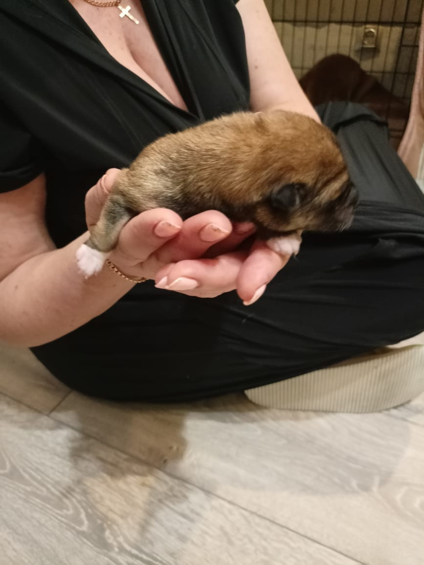 сиба питомник Рубилайт щенки на продажу rubylight  сиба щенки купить