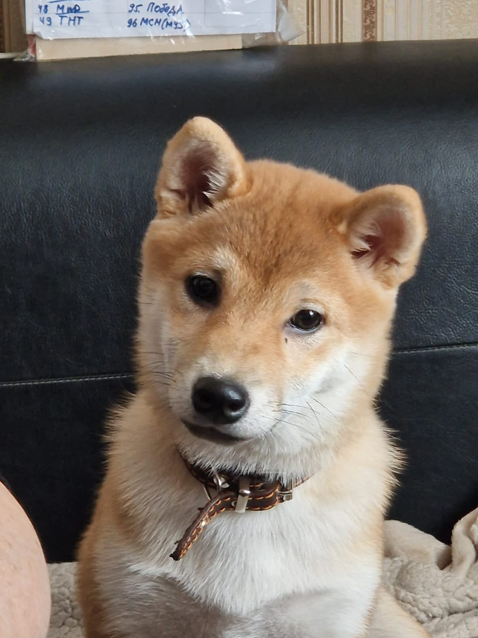 RUBYLIGHT Rika сиба питомник Рубилайт 