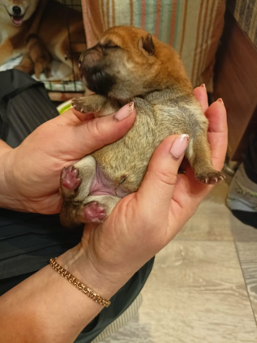 сиба питомник Рубилайт щенки на продажу rubylight  сиба щенки купить