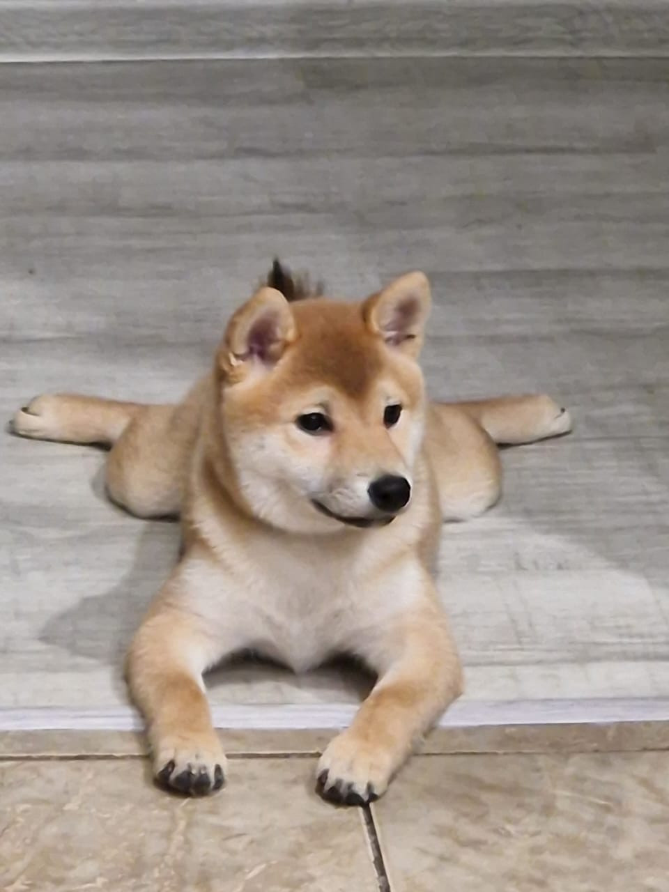 RUBYLIGHT Rika сиба питомник Рубилайт 