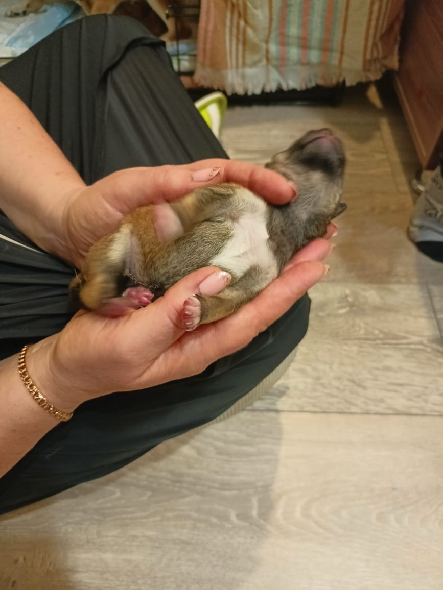 сиба питомник Рубилайт щенки на продажу rubylight  сиба щенки купить