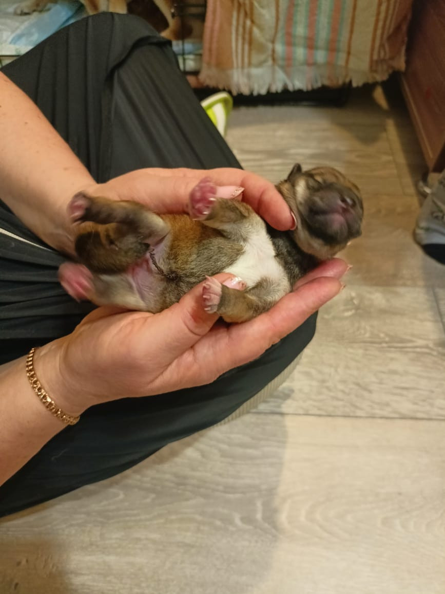 сиба питомник Рубилайт щенки на продажу rubylight  сиба щенки купить