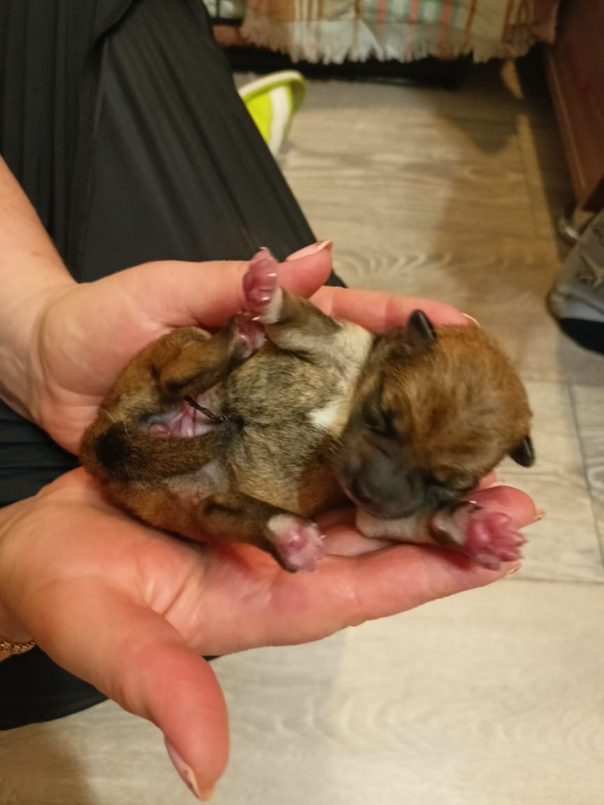 сиба питомник Рубилайт щенки на продажу rubylight  сиба щенки купить