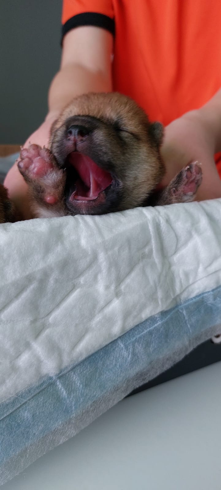 сиба питомник Рубилайт щенки на продажу rubylight  сиба щенки купить