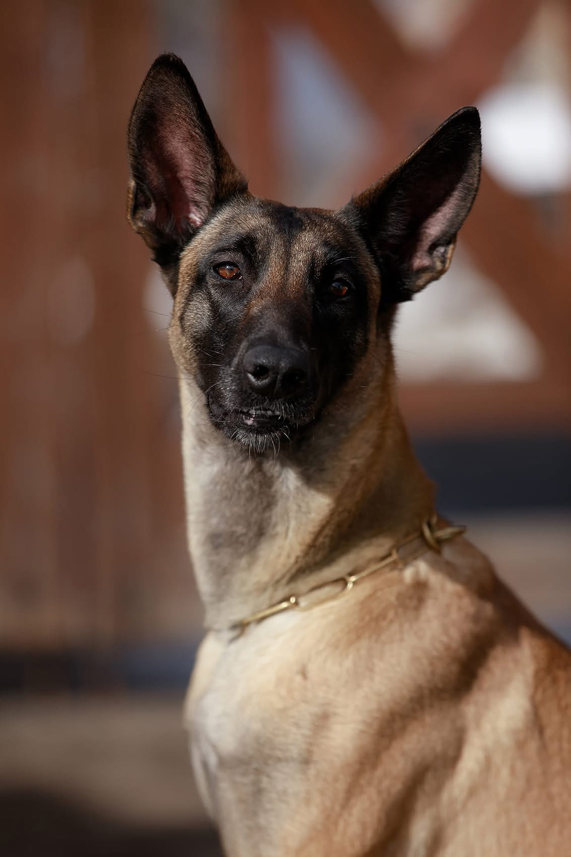Малинуа в лицах. Фотограф-анималист Mary Mart — Москва, Питер