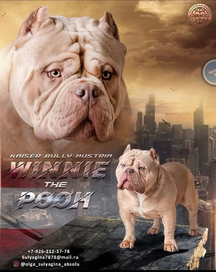 Winnie the Pooh - папа нашей суки американский булли в черном окрасе