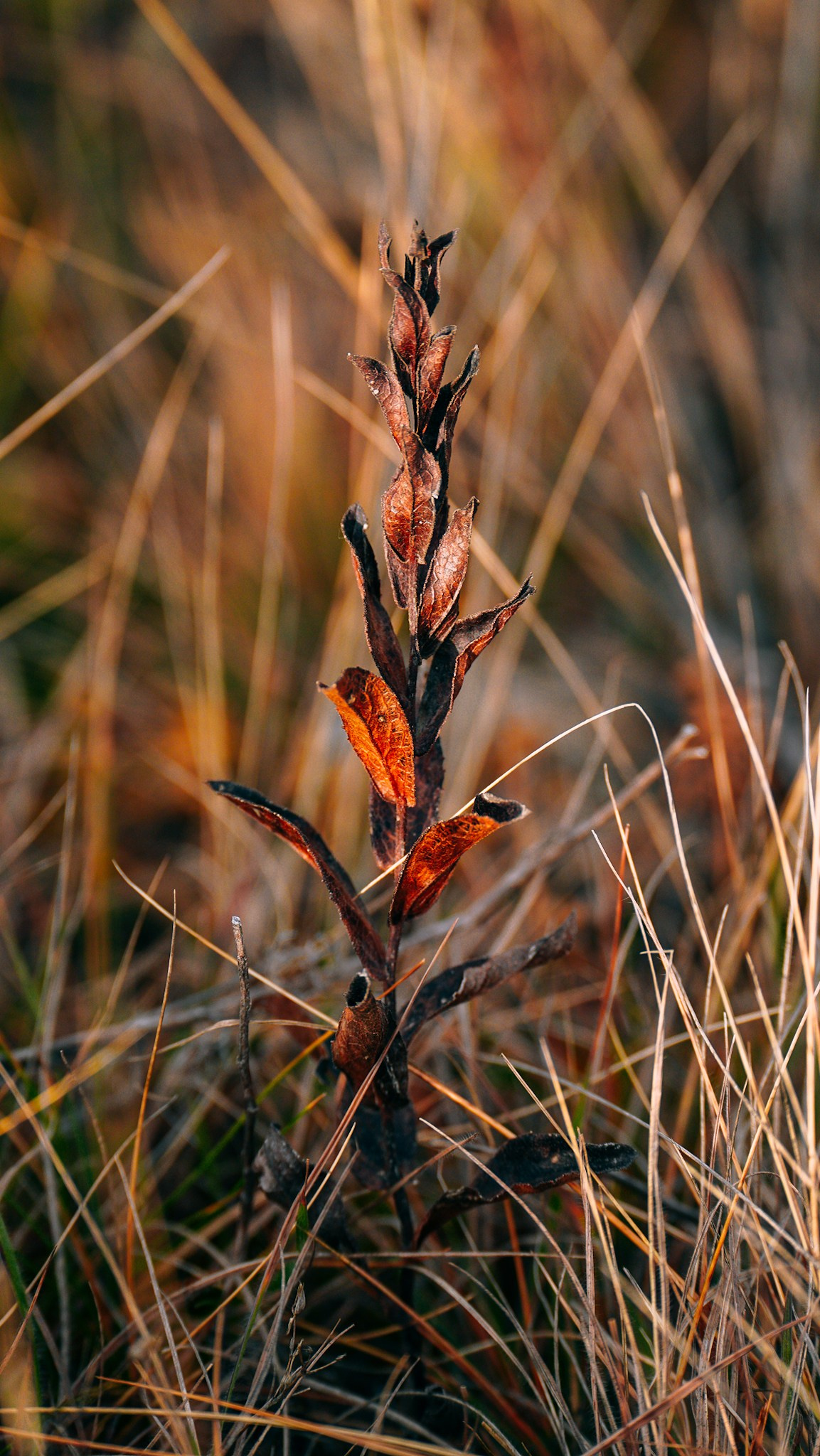 Дагестан 2023. Человек с фотокамерой