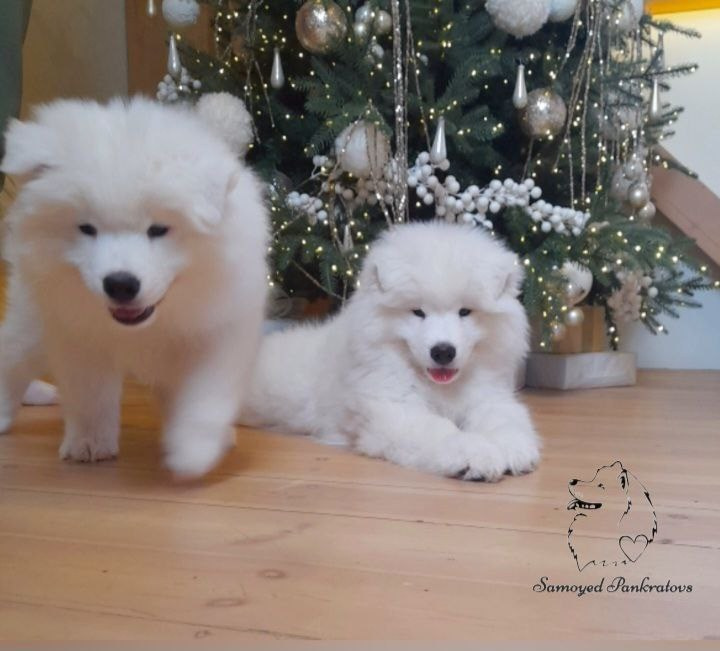 самоед самоеды самоедскаясобака самоедыроссии самоедывладивостока