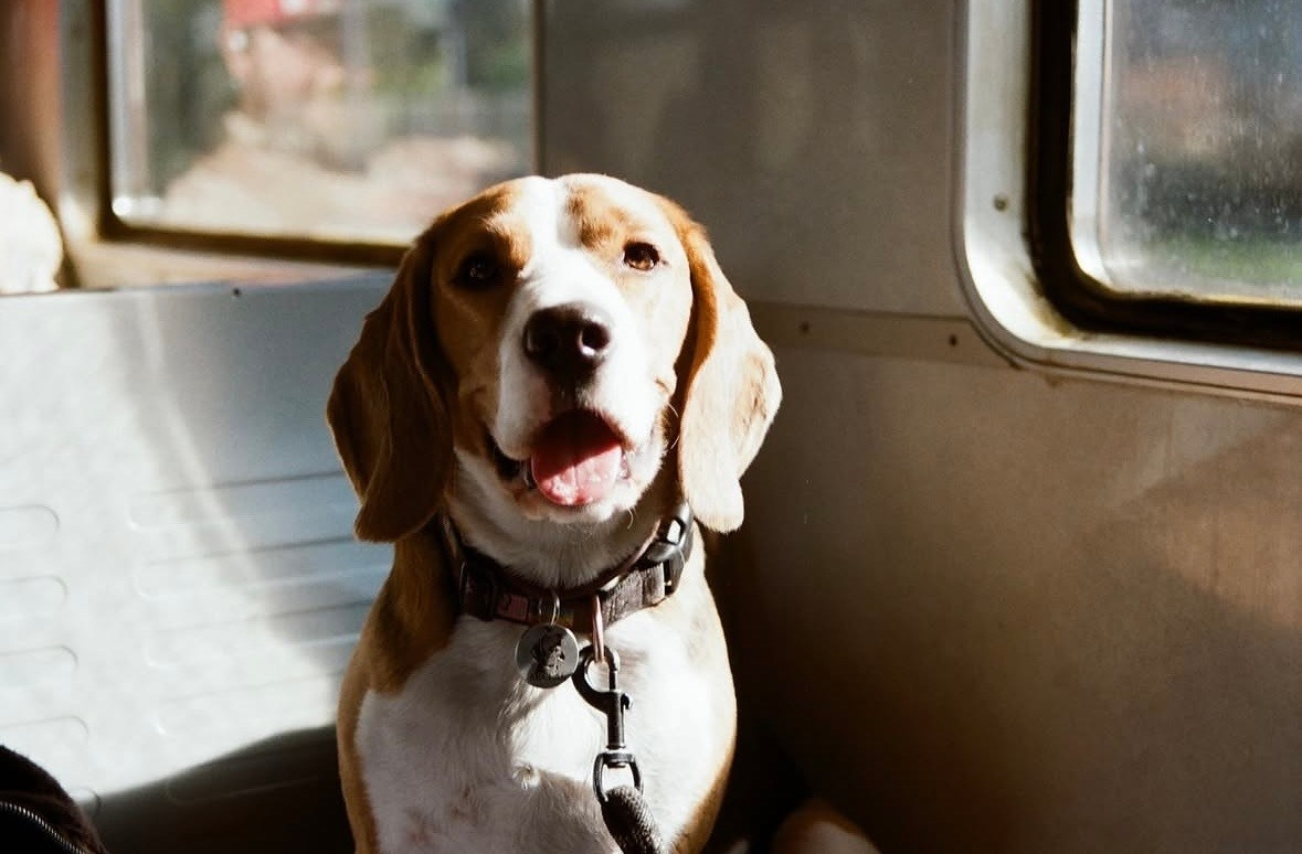 Dogs. Юлия Астра: Фотограф в Санкт-Петербурге. Снимаю женские портреты, уличные съёмки в Петербурге и людей с их собаками