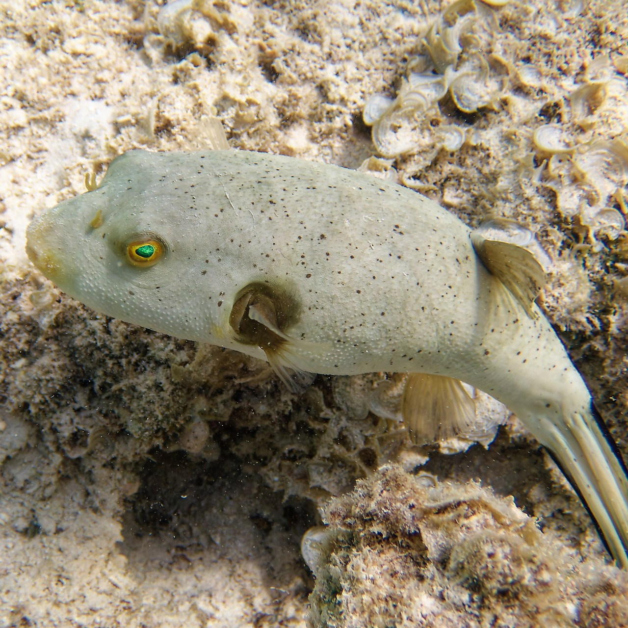Мне посмотреть. Рыбов показываю
