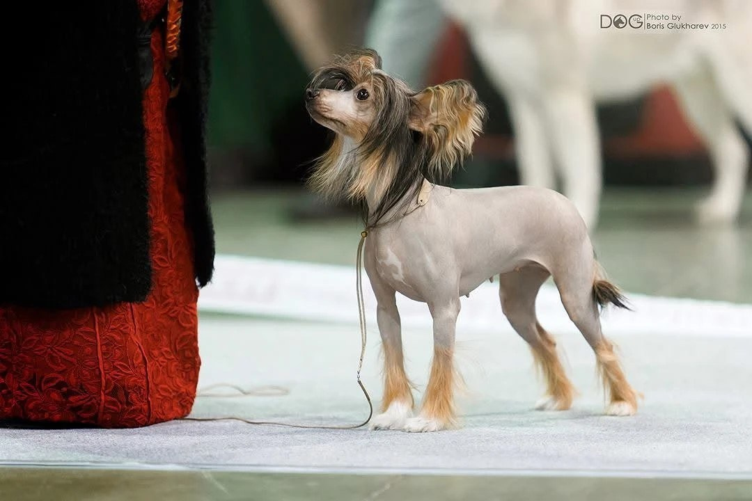 Предновогодняя выставка Элечки. Poale Ell Chinese Crested Dog Kennel: Buy a puppy from the kennel