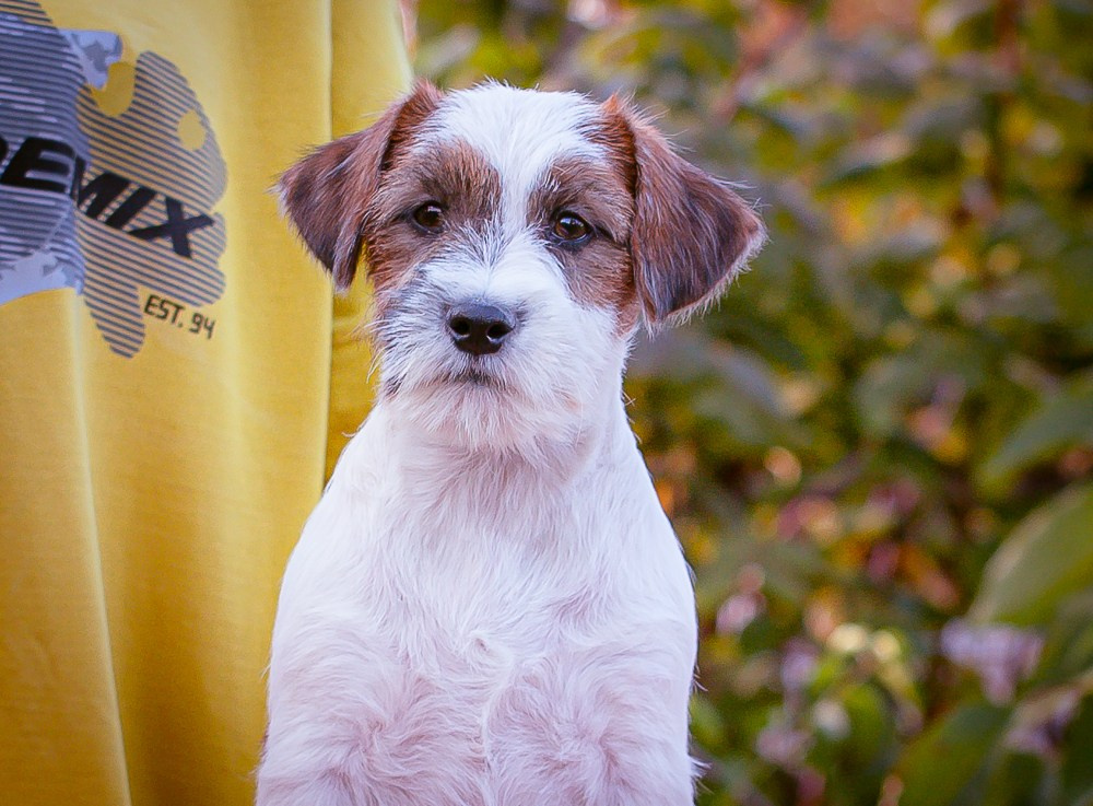 CANE MAESTRO STIMOROL ICE. CANE MAESTRO — kennel Jack Russell Terrier