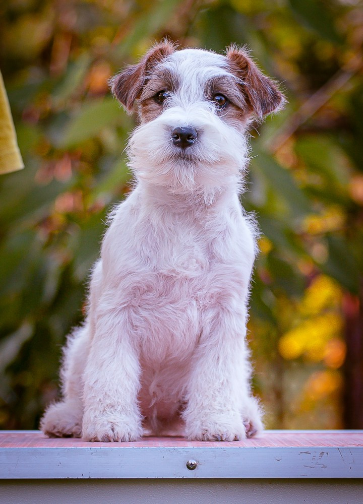 Щенок Джек-рассел-терьер. Девочка б/рыж. КАНЕ МАЭСТРО САНТА ФАНТА. #1. КАНЕ МАЭСТРО — питомник Джек рассел терьеров