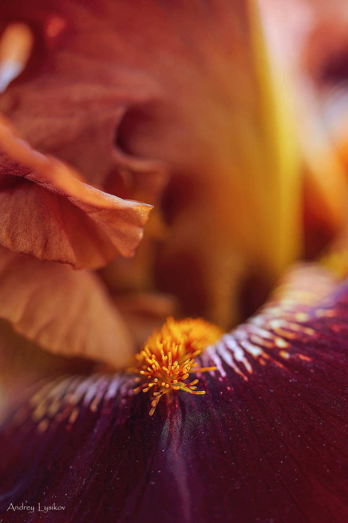Цветы. Ландшафтный фотограф Андрей Лысиков, Москва