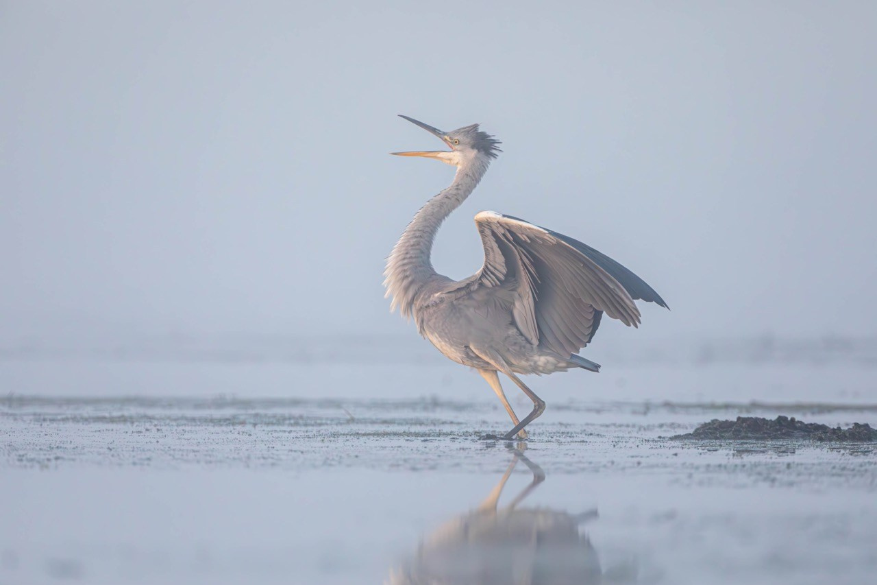 На болоте рано утром, Артем Федоров, Новосибирск, SPC HM