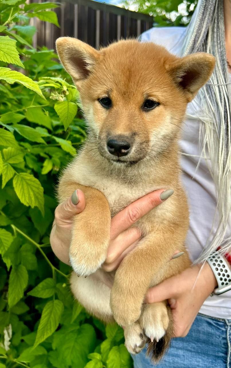 сиба питомник Рубилайт щенки на продажу rubylight  сиба щенки купить СПб Санкт-Петербург