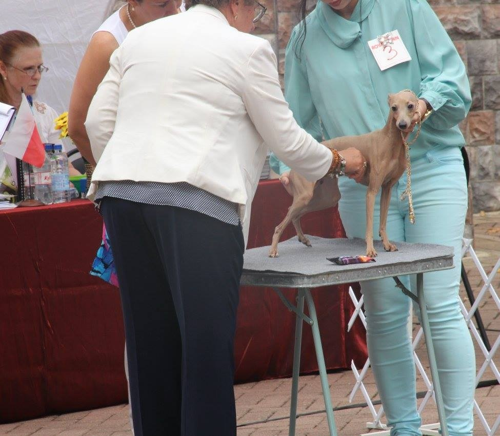 Организация монопородной выставки. Профессиональный питомник левреток РКФ/FCI ASTI SAPPHIRE 💎 Сочи|Санкт-Петербург