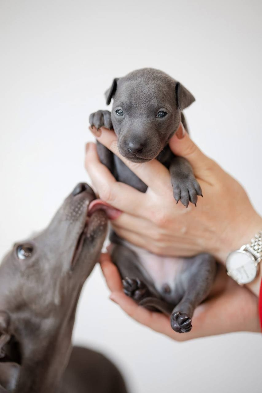 Asti Sapphire Unique Aqva Rosa. Профессиональный питомник левреток РКФ/FCI ASTI SAPPHIRE 💎 Сочи|Санкт-Петербург