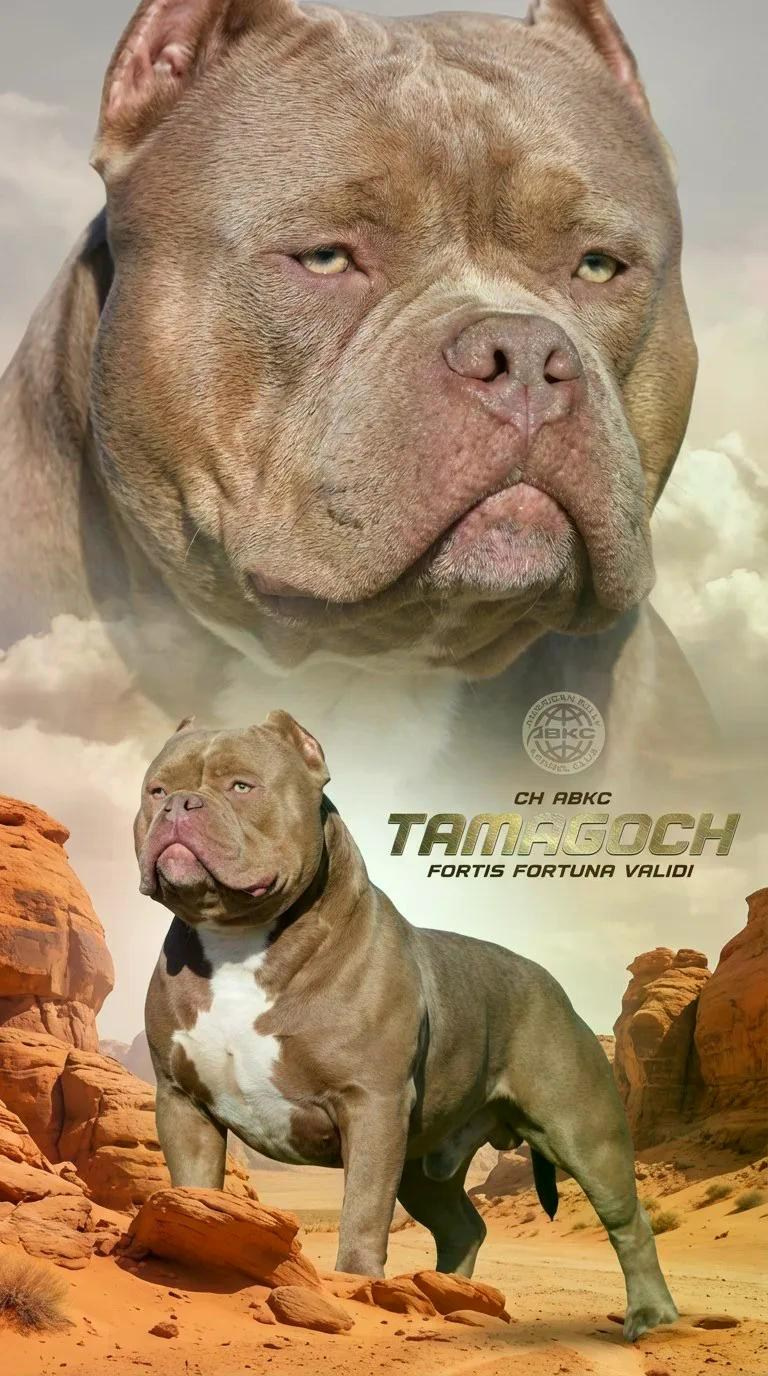 Булли покет кобель Лис окрас мерль. ПИТОМНИК СОБАК ПОРОДЫ АМЕРИКАНСКИЙ БУЛЛИ