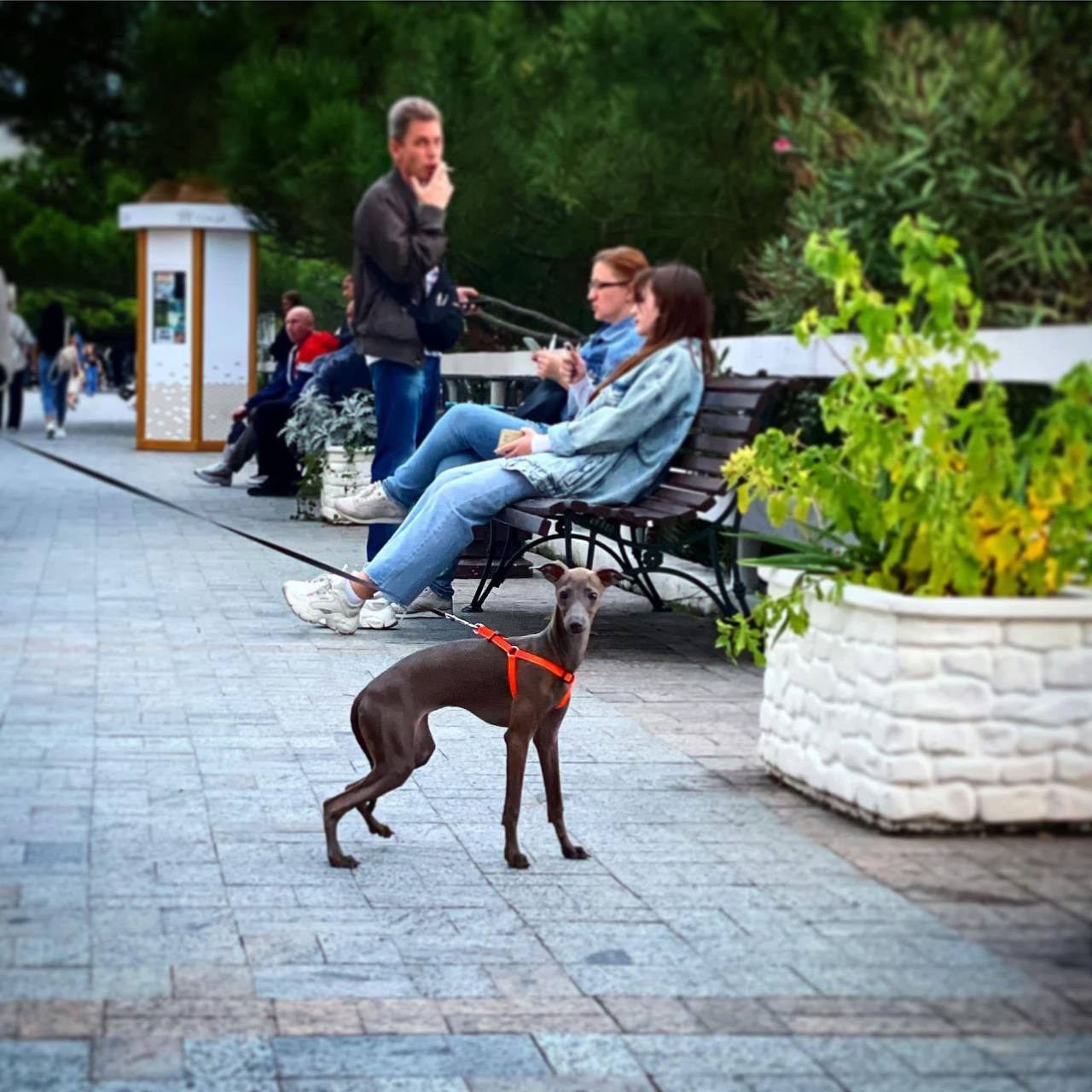 Голубые малыши. Профессиональный питомник левреток РКФ/FCI ASTI SAPPHIRE 💎 Сочи|Санкт-Петербург