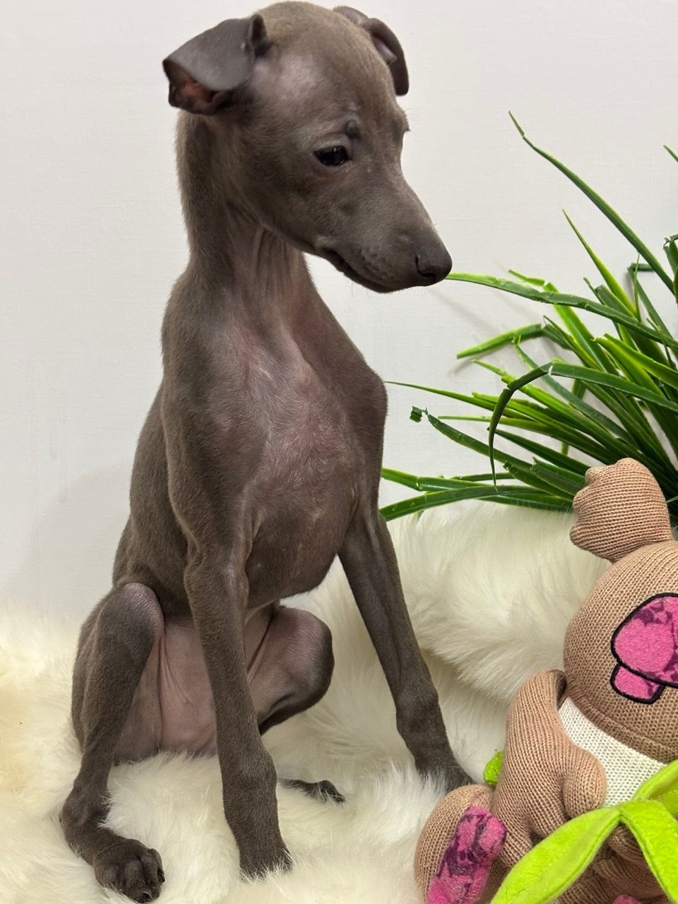 Голубые малыши. Профессиональный питомник левреток РКФ/FCI ASTI SAPPHIRE 💎 Сочи|Санкт-Петербург