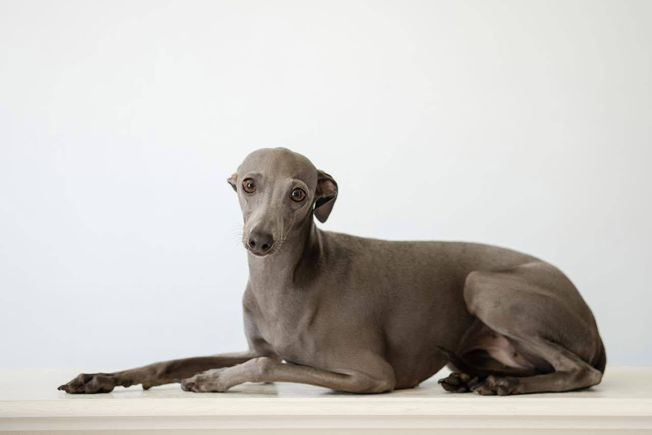 Asti Sapphire Unique Aqva Rosa. Профессиональный питомник левреток РКФ/FCI ASTI SAPPHIRE 💎 Сочи|Санкт-Петербург