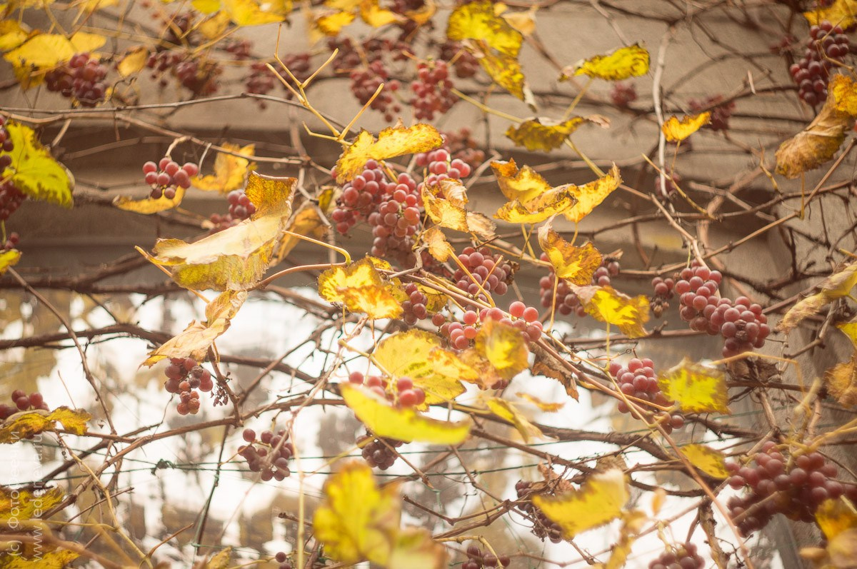 Киев, Украина, октябрь 2011. Анна Леденева Фотограф