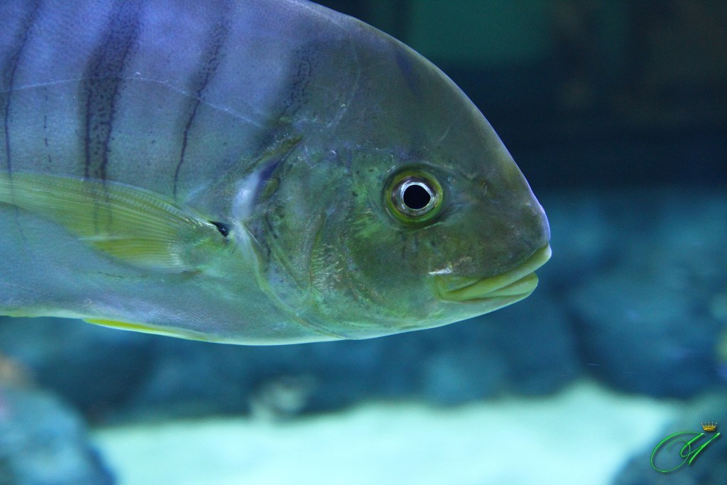 Тайланд. Пхукет 2013. Улица, люди, жизнь…