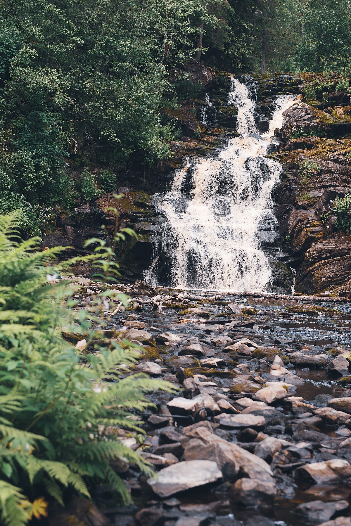 Карелия. Фотограф-анималист Наталья Светличная