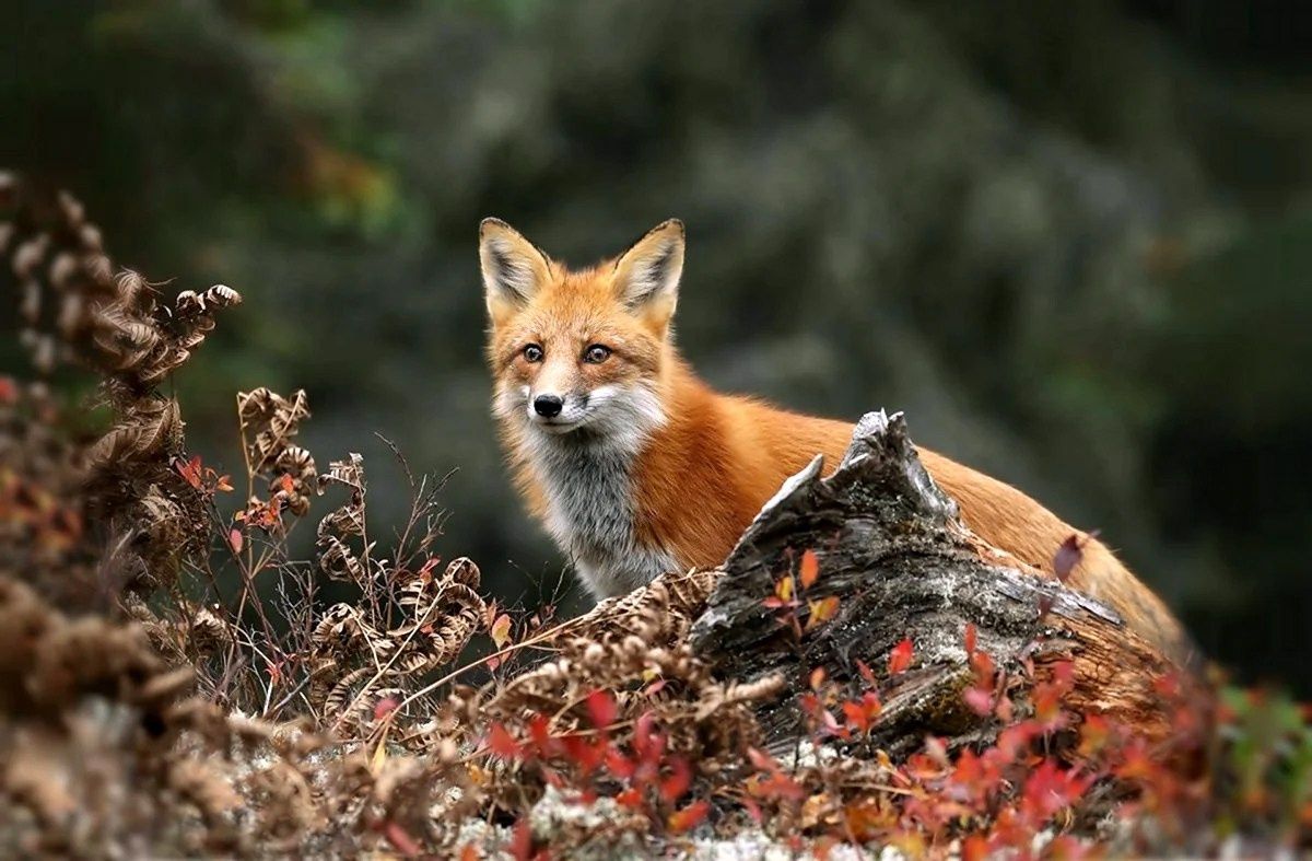 Лиса в танцующем лесу