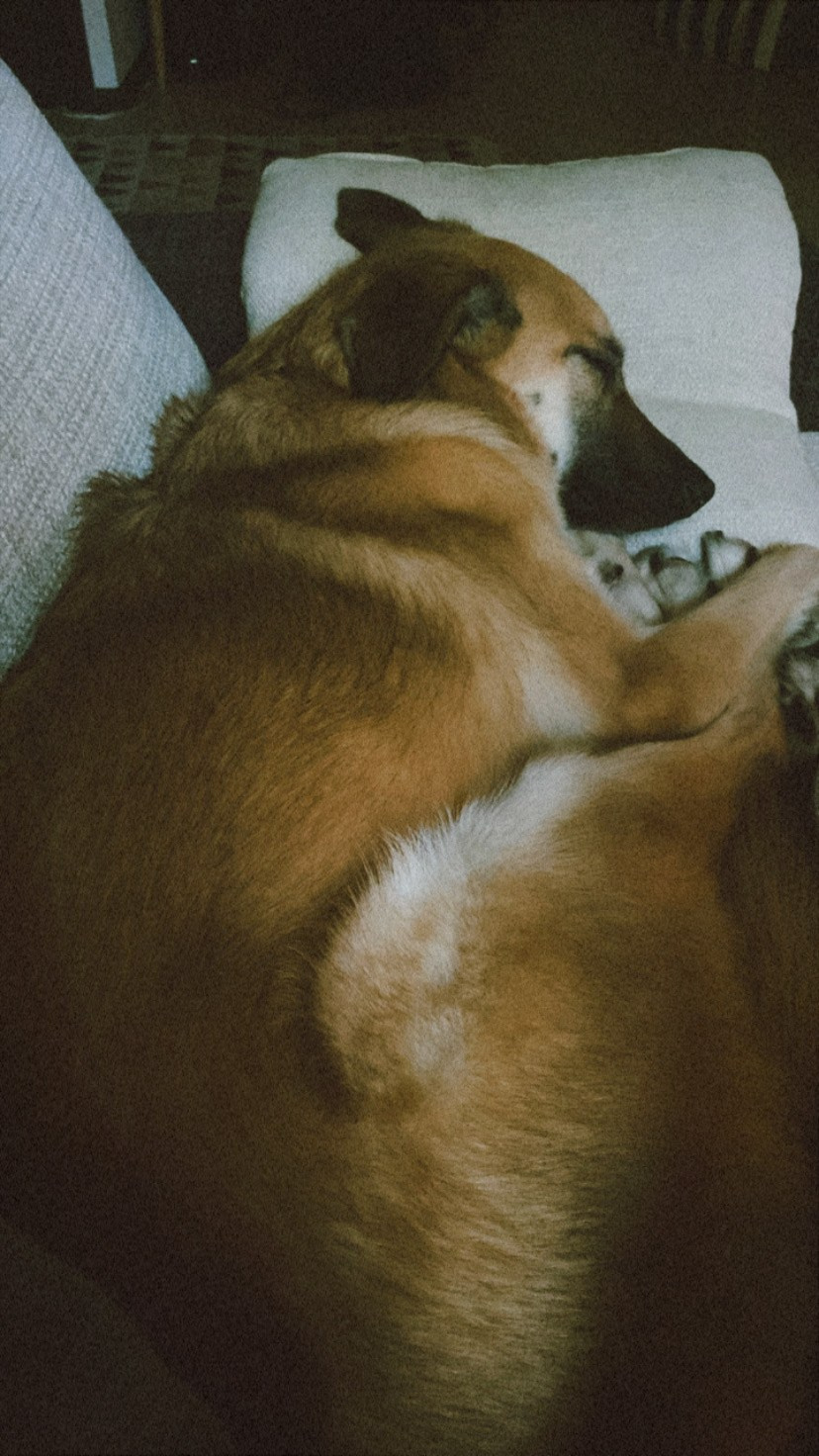 Уже дома. Забери домой друга