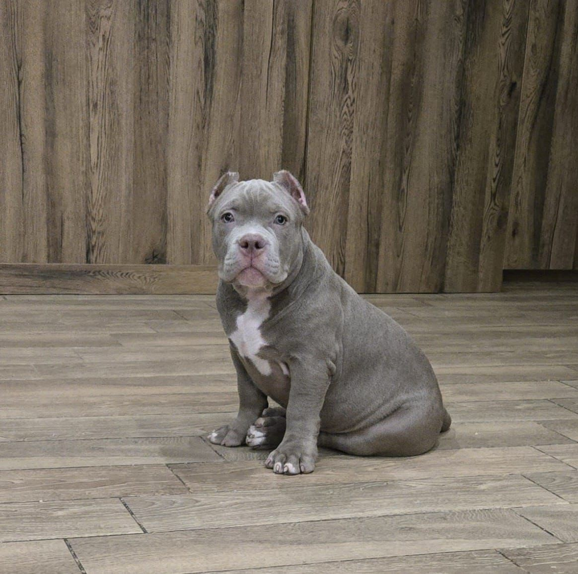 Дети Камелия. ПИТОМНИК СОБАК ПОРОДЫ АМЕРИКАНСКИЙ БУЛЛИ