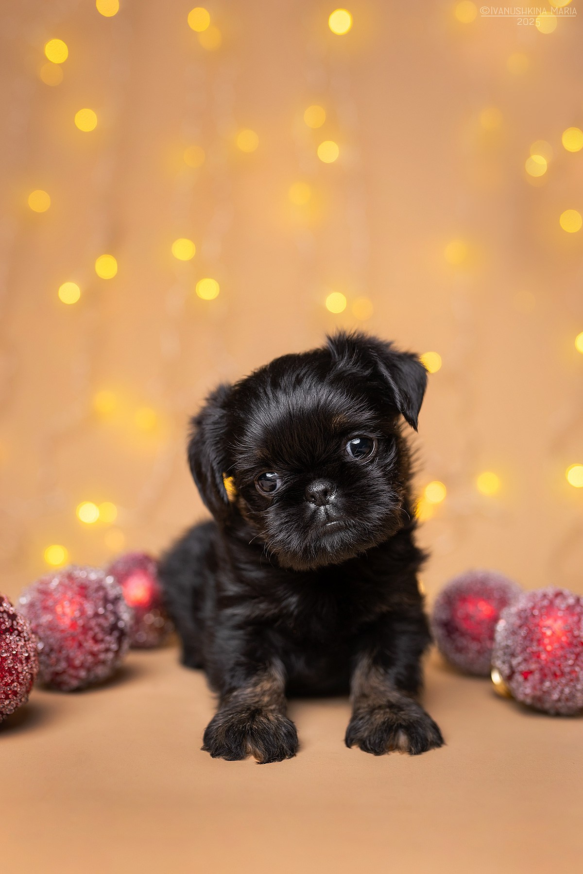 Фотосессия щенков на фонах. Фотограф собак в Москве и Московской области Иванушкина Мария